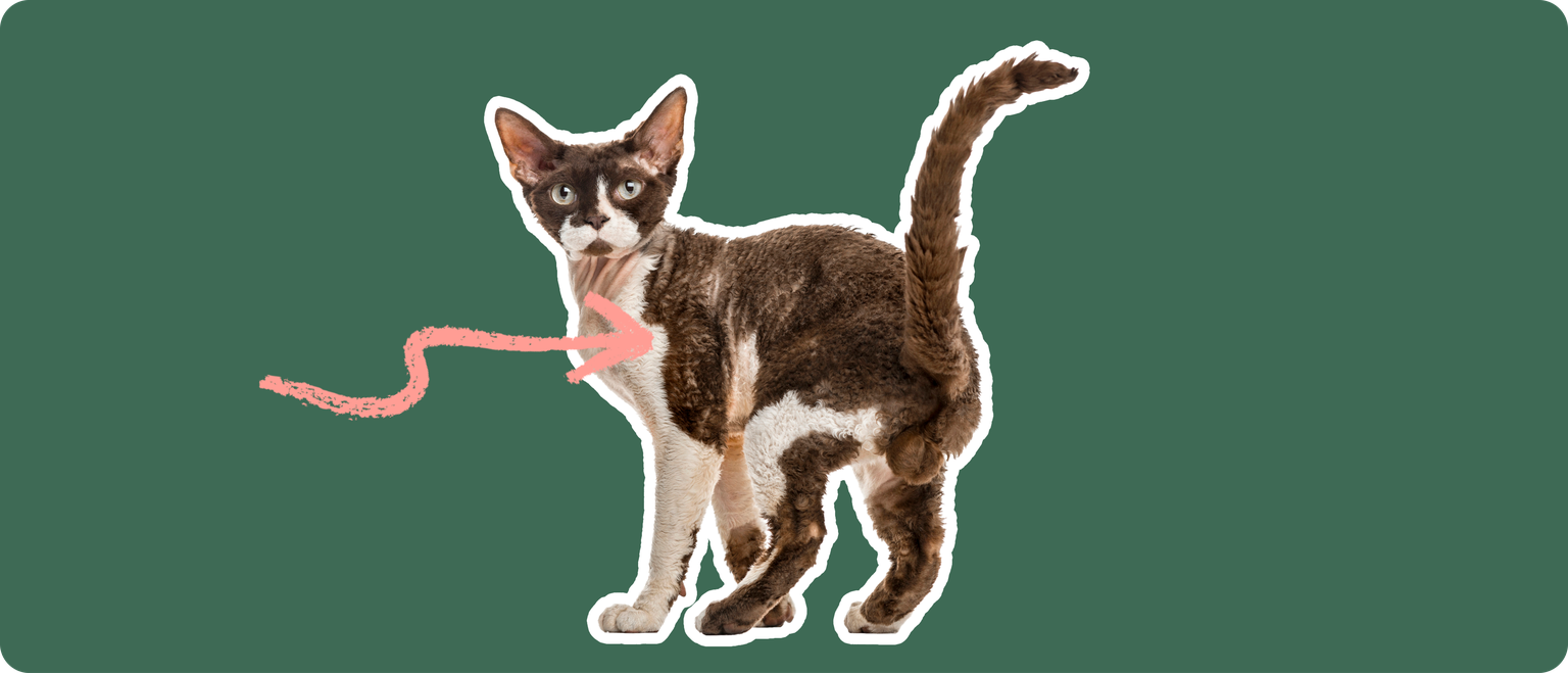 A brown and white devon rex cat, cut out with a white outline, with a pink arrow pointing to it's chest, on a solid green background