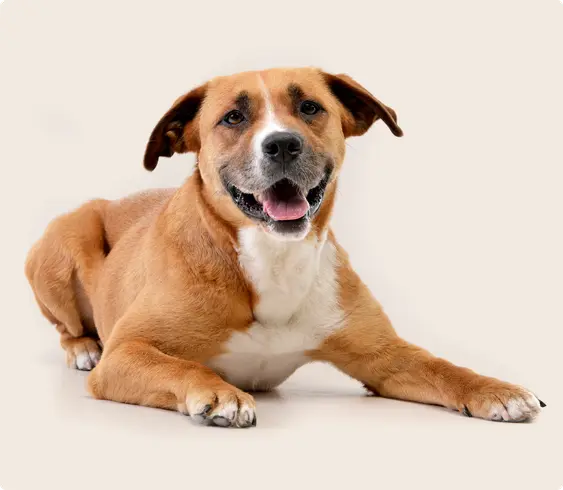 a Staffordshire Bull Terrier lying down with it's mouth open, on a beige background