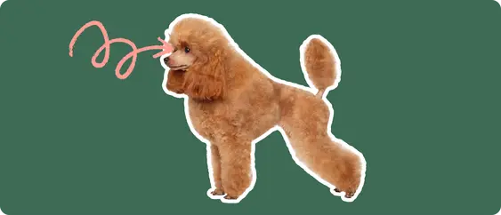 Image of a brown Toy Poodle with a pink arrow drawn to its eye