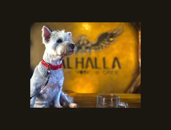 white dog sitting on table in front golden wall with 'valhalla' written on it.