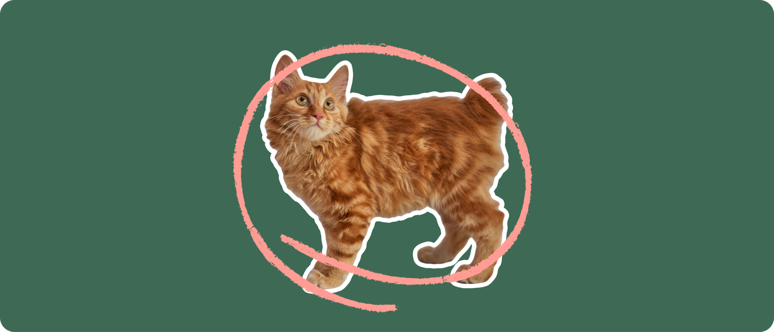 An orange american bobtail cat cut out with a white outline, with a pink circle around it's body, on a solid green background