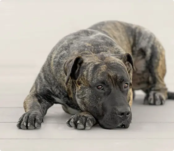 Presa Canario lying on the floor looking into the camera