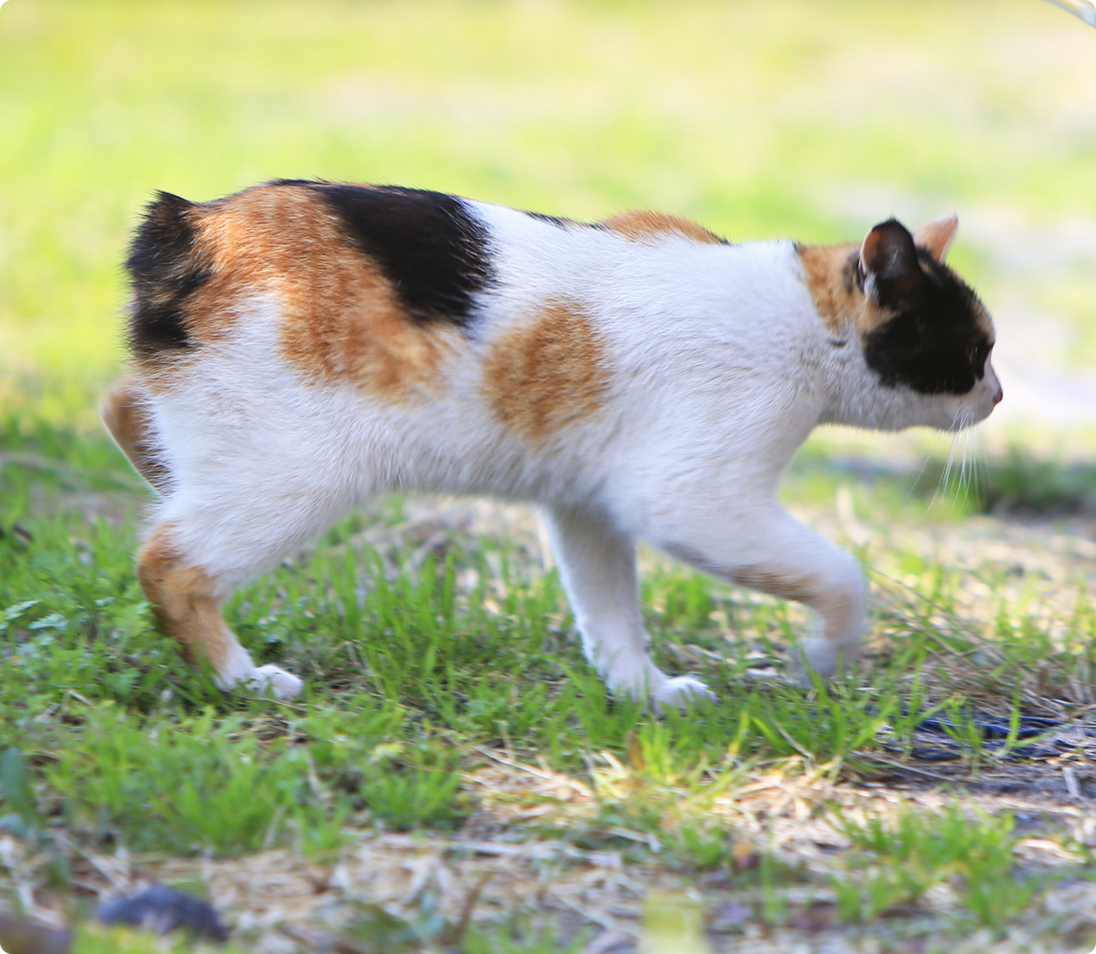 A black, orange, and white Japanese Bobtail cat walking in the grass