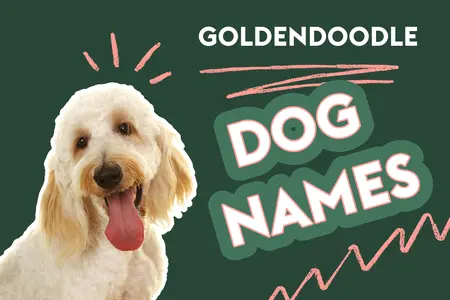 "goldendoodle dog names" in bold font, white and pink on green background, in the style of a cartoon, cute gold doodle dog with tongue out in the corner of the photo, colorful design elements, simple design, white border around the text