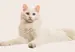 A Himalayan cat laying down on a beige background