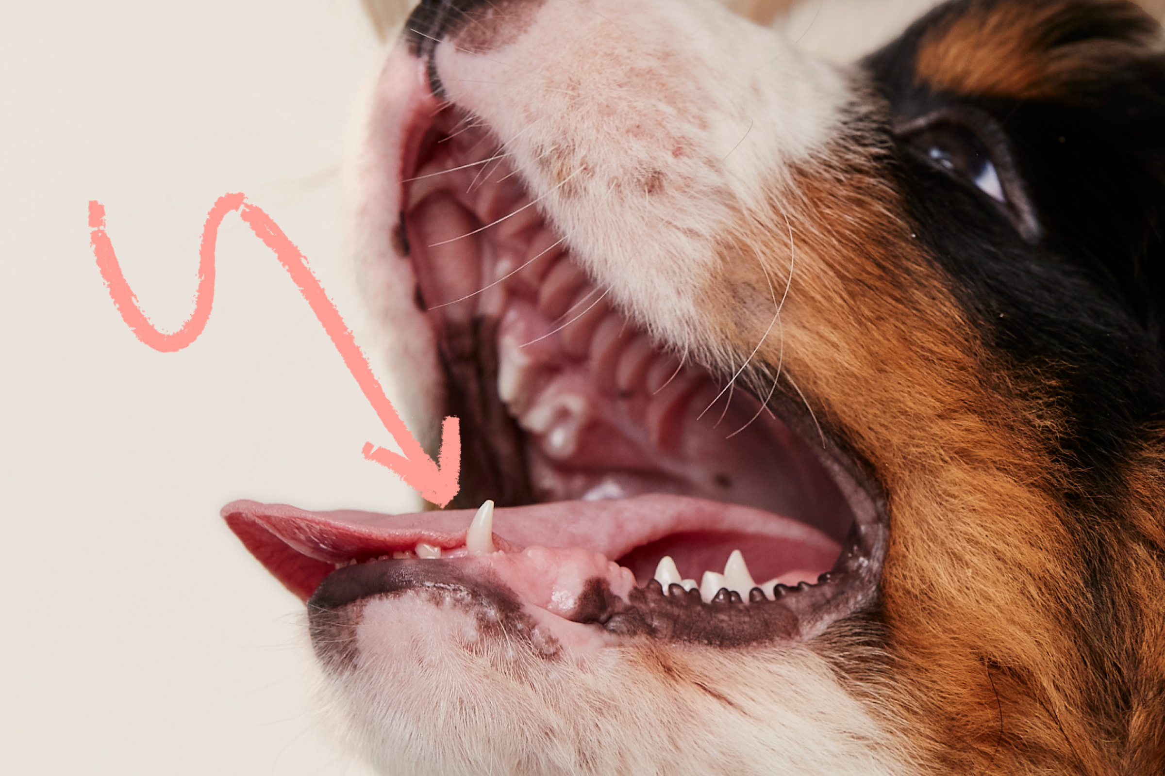 Puppy's mouth with arrow pointing to tooth