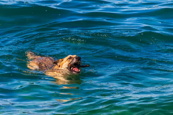 german shepherd dog with toys in mouth swimming