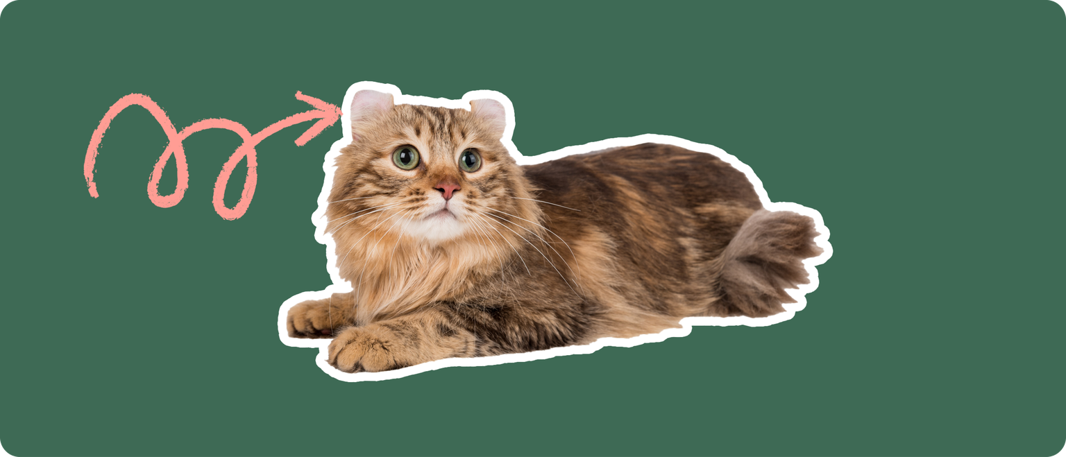 A brown American Curl cat cut out with a white outline, with a pink arrow pointing to it's ear, on a solid green background