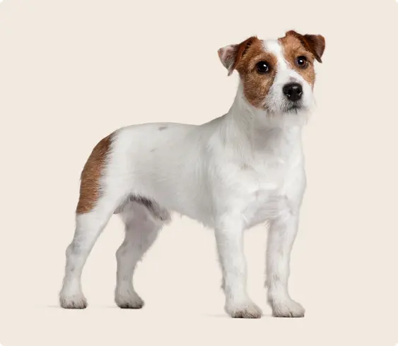 Jack Russell Terrier on a beige background looking into the camera