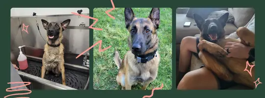 Three images of a brown and black former k9 dog: in a bath, sitting on grass, and being held on a couch, surrounded by pink doodles.