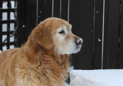 A senior Golden Retriever lays outside