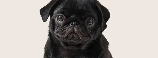 Black pug sitting