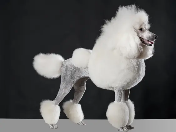 Poodle Lion Cut