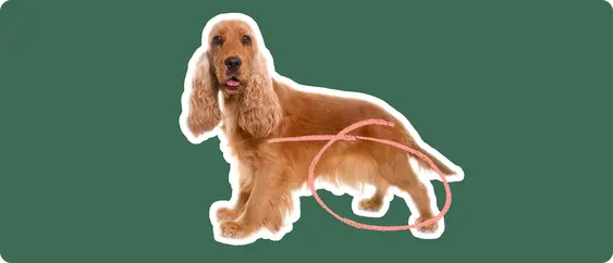 Image of a golden brown Cocker Spaniel with a pink circle drawn over its patella