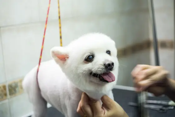 shaved white pomeranian in harness at groomer