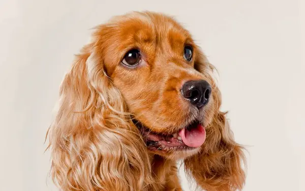 A happy English Cocker Spaniel with a golden coat panting lightly and looking to the side against a plain light background.