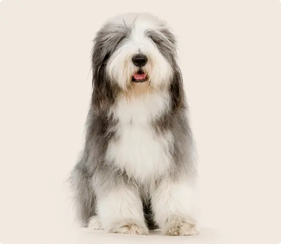 A shaggy white and grey Old English Sheepdog sitting down on a beige background