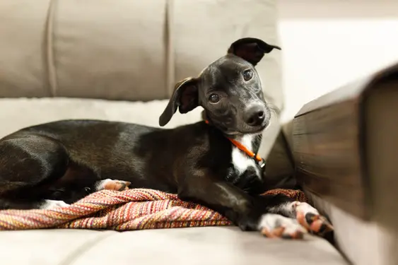 Image of a black dog lying down on a sofa tilting its head
