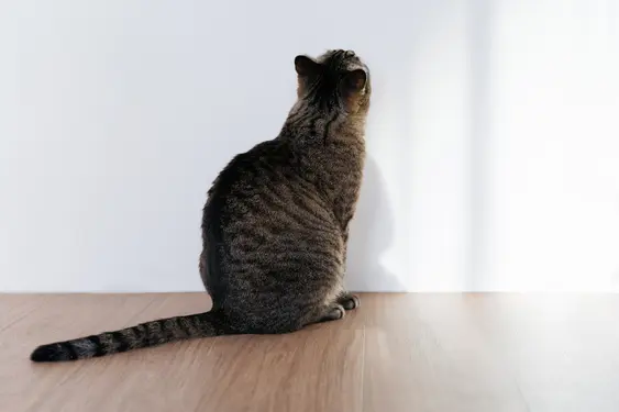Image of a brown cat staring up at the wall