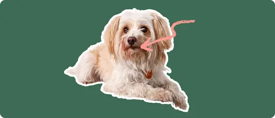 Yorkipoo