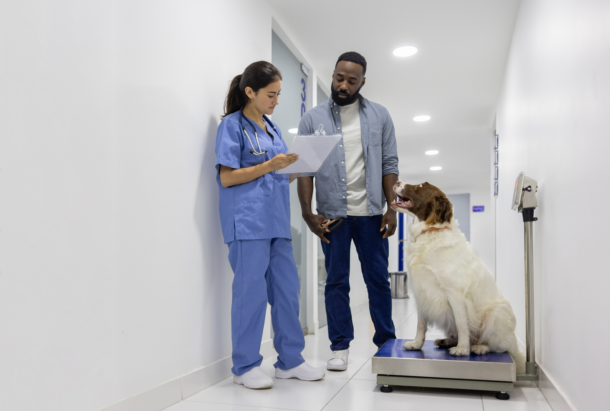 A Springer Spaniel smiles and looks up at their pet parent while sat on a weighing scale, the pet parent is looking at a vet's clipboard as she explains the results to him