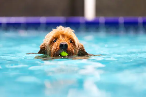 brown small dog swims in pool with tennis ball in mouth
