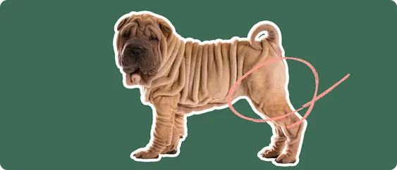 Image of a brown Shar Pei with a pink circle drawn around its hip