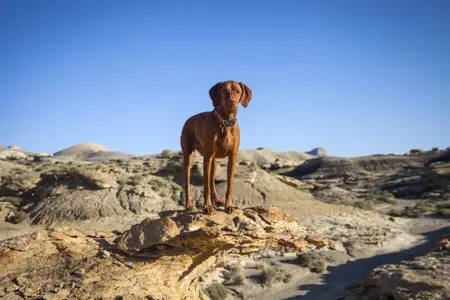 A brown Vizsla stands and looks into the camera, they're in an arid, desert area and the weather is hot