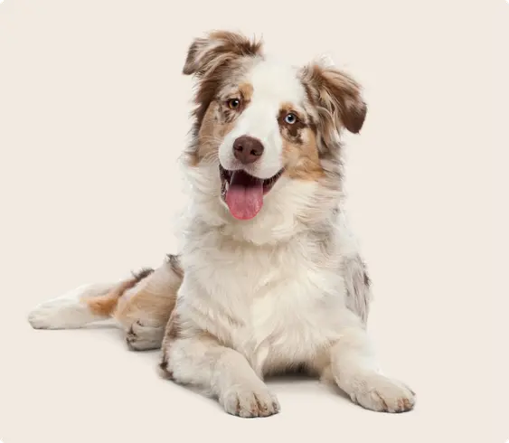 Image of a pale Australian Shepherd on a beige background