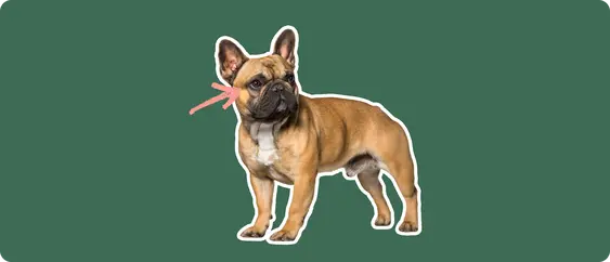 French bulldog