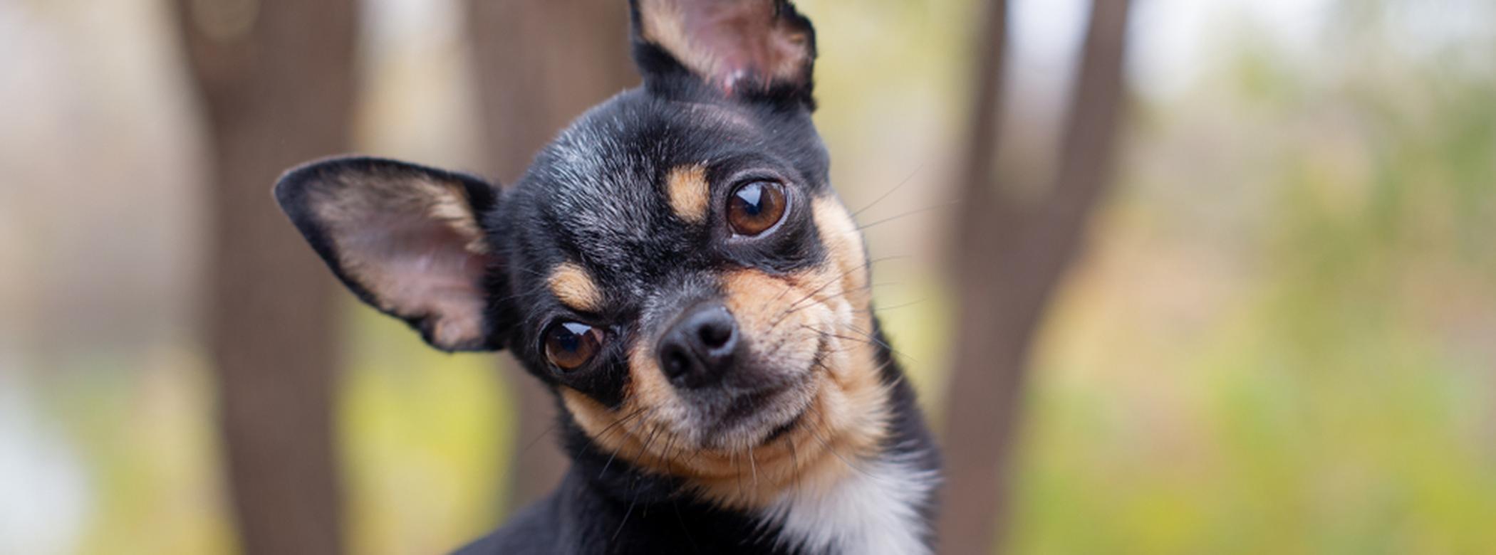 A black and tan Chihuahua with a quizzical look stands outdoors with blurred trees in the background.