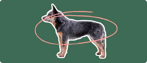 A robust Australian Cattle Dog with a distinctive mottled coat, standing profile. A pink looped line encircles the dog's midsection against a dark green background, indicating a concern for obesity in the breed.
