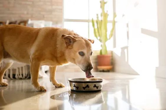 Older yellow mixed breed dog drinking water from bowl in living room