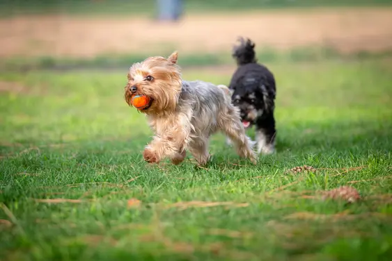 A Yorkie with a ball is chased by another dog