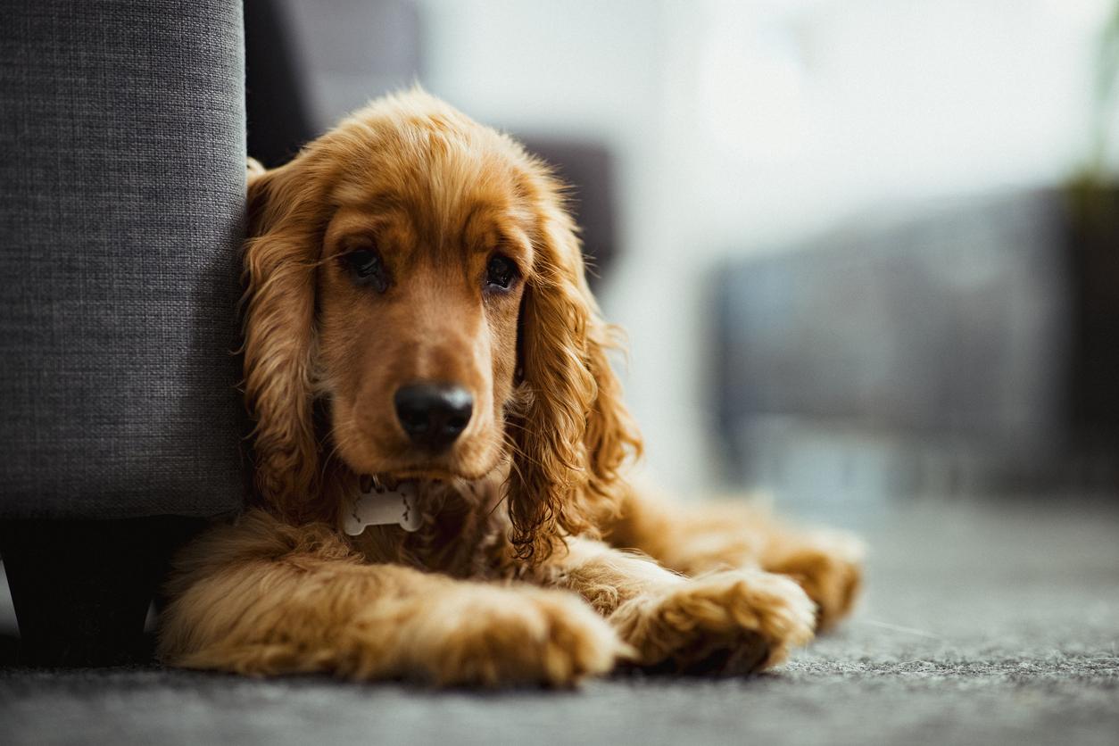 cocker spaniel puppy sitting and leaning against a gray sofa