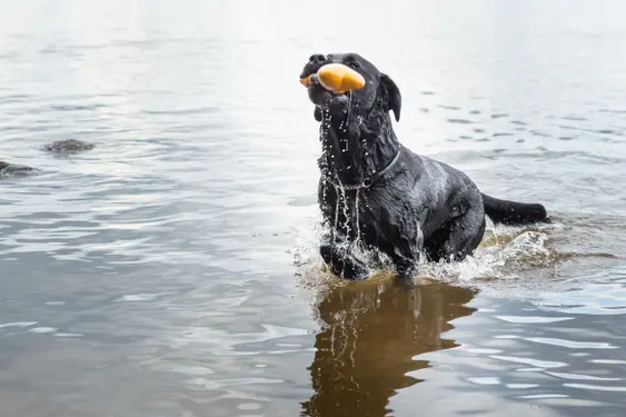wet black lab with toy in mouth emerges from lake water