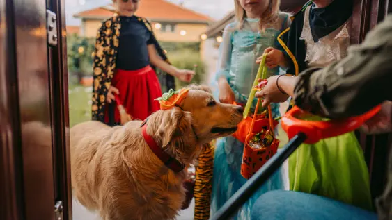 A Golden Retriever goes trick or treating with some children, the dog is wearing a little pumpkin hat