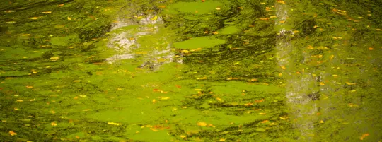 Image of green algae in still water