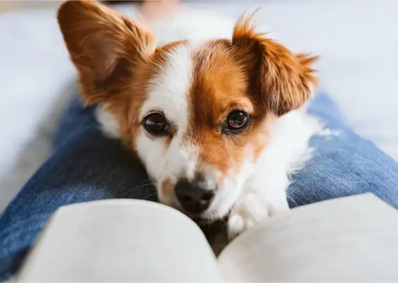 Dog in owner's lap