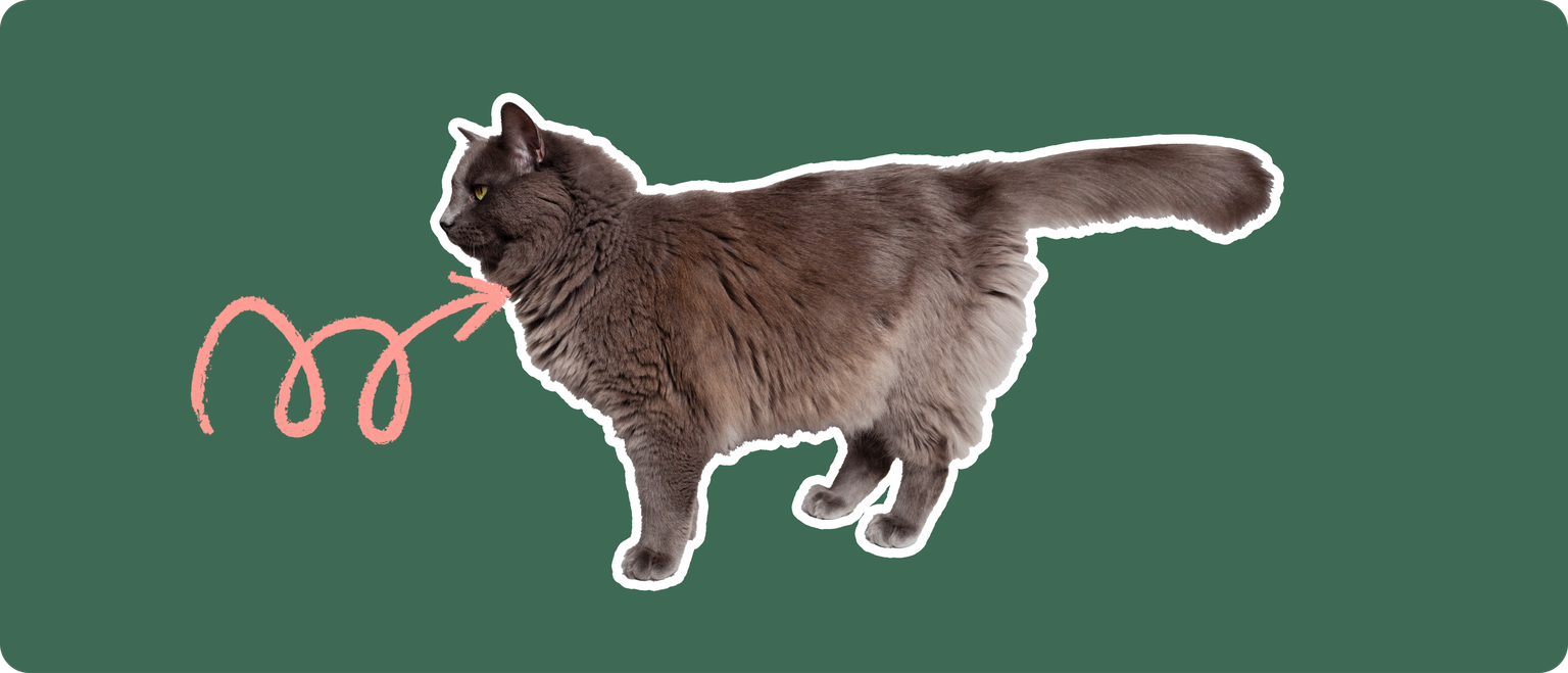 The sideview of a fluffy dark grey cat cut out with a white outline, with a pink arrow pointing to it's throat, on a solid green background