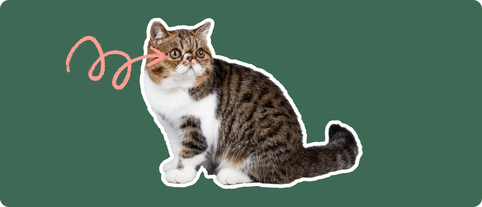 An exotic shorthair cat cut out with a white stroke, on a green background, with a pink arrow pointing at it's eye