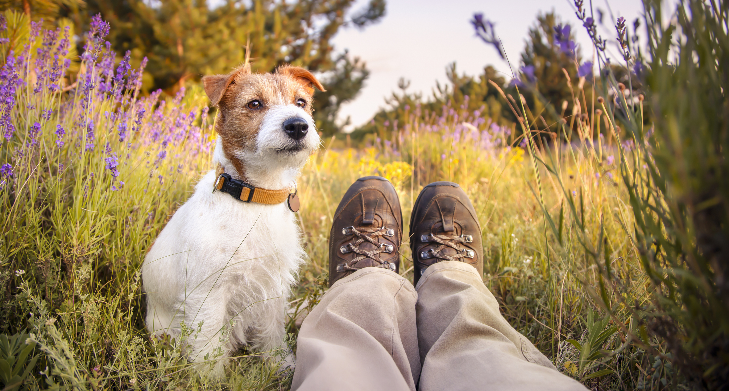 A small dog sits beside a person's legs in hiking boots, surrounded by a colourful field of wildflowers under a clear sky.