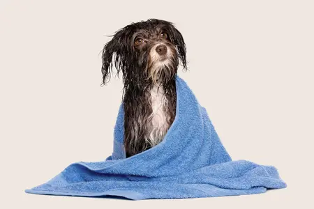 How often should you wash your dog