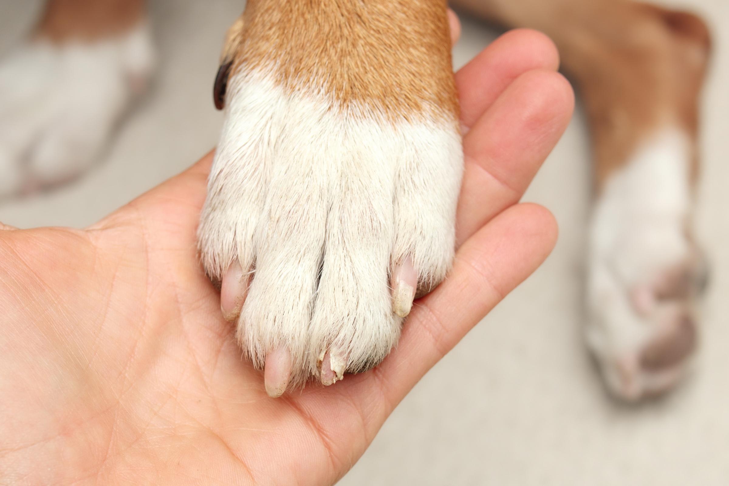 Dog with broken nail