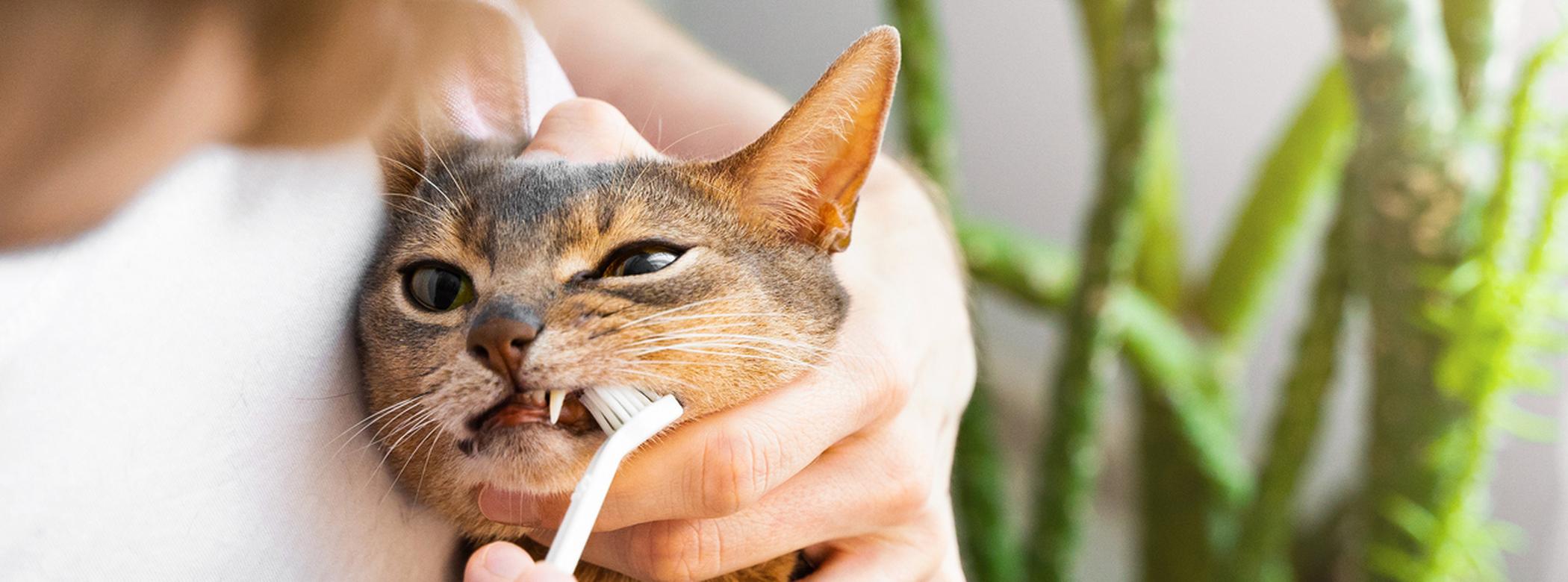 Man in white t-shirt brushing cute blue Abyssinian cat's teeth at home high res