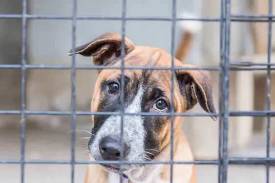 puppy pitbull mix looks out of cage at potential adopter, shoulder and head visible