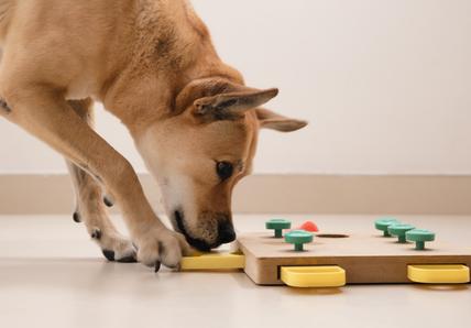 A dog playing with a wooden puzzle indoors