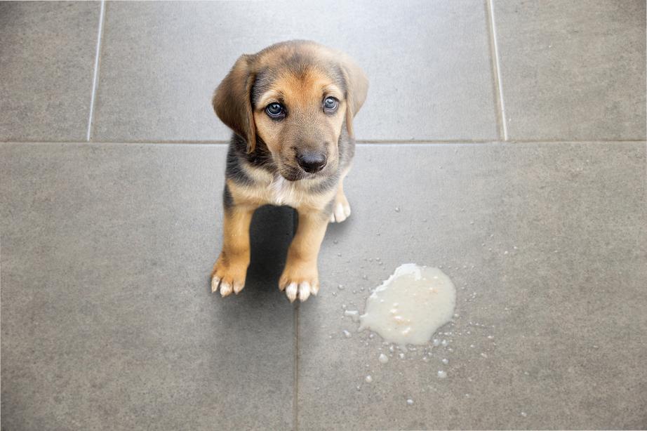 A dog that has vomited