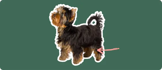 Yorkshire terrier