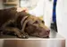 A sick Labrador at the vet